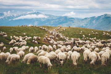 Obraz premium Sheep in the mountains