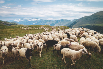 Sheep in the mountains