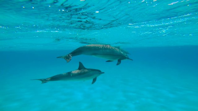 У дельфинов брачный период. Увлекательные подводные погружения в Красном море близ Египта.