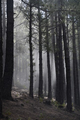Nebel in einem Wald auf La Palma