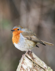 European Robin, Erithacus rubecula, Robin, Birds