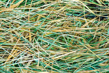 Green and yellow grass in winter time