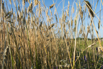 ripe ears of wheat in field, summer, July, agricultural enterprise, Minsk region, Belarus,