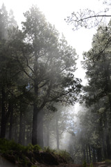 Nebel in einem Wald auf La Palma