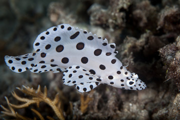 Barramundi Cod, also known as the Humpback Grouper