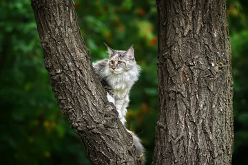 the cat has climbed highly on a tree. Portrait of a Maine Coon outdoors. Looks afar. the cat hunts. - obrazy, fototapety, plakaty