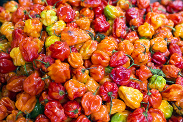 Many red yellow orange habanero peppers