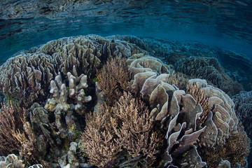 Healthy Coral Reef in Raja Ampat