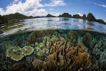 Gesunde Korallen und wunderschöne Inseln in Wayag, Raja Ampat © ead72