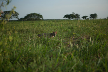 Fox looking from tall grass