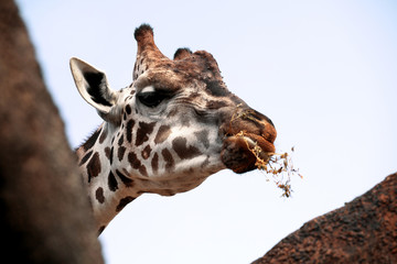 Giraffe eating grass