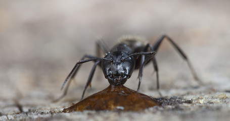 big forest ant eats strawberry jam