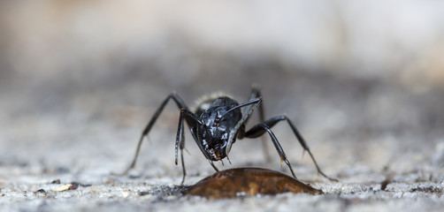 big forest ant eats strawberry jam