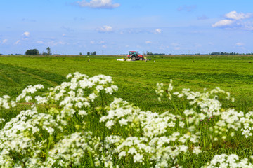 Belarus tractor mowing the grass in the field, catching frogs, storks, summer, June, agricultural enterprise, Minsk region, Belarus,
