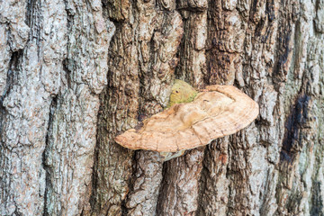 Oak tree bracket fungus