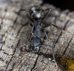 Fototapeta premium big forest ants on old wood 