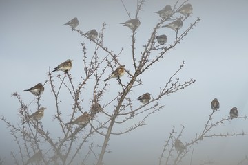 Wacholderdrosseln im Zierapfelbaum