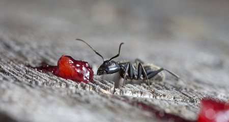 big forest ants on old wood