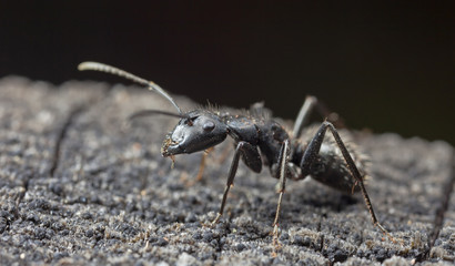 big forest ants on old wood