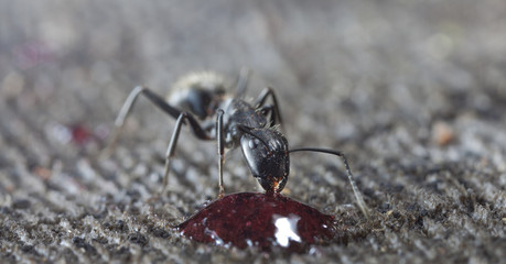 big forest ants on old wood
