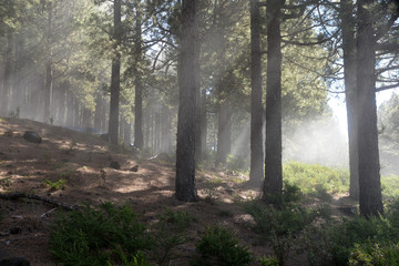 Nebel in einem Wald auf La Palma