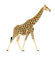 Giraffe, walking - illustration - isolated on white background