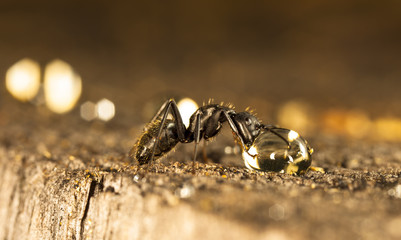 big forest ants on old wood