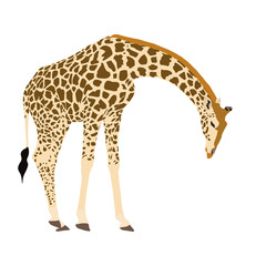  Giraffe, lowering neck - illustration - isolated on white background