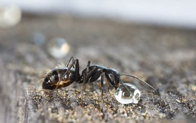 big forest ants on old wood