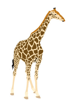 Giraffe, standing - illustration - isolated on white background