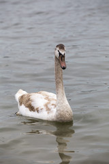 Young swan