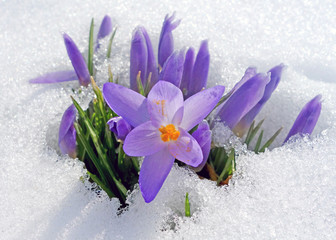 Frühlingserwachen - Krokusse im Schnee - 134054812