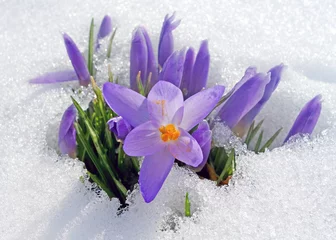 Fototapete Rund Frühlingserwachen - Krokusse im Schnee © Visions-AD
