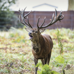 Majestic powerful red deer stag Cervus Elaphus in forest landsca