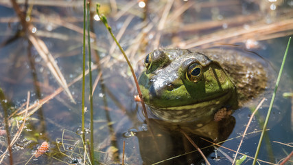 Springtime, big green bullfrog partially submerged in a pond waiting patiently for prey, warms n the sun.