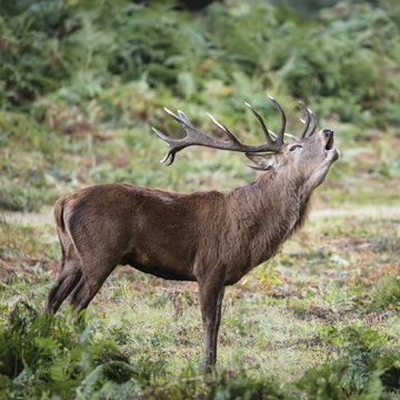 Fototapeta Majestic powerful red deer stag Cervus Elaphus in forest landsca