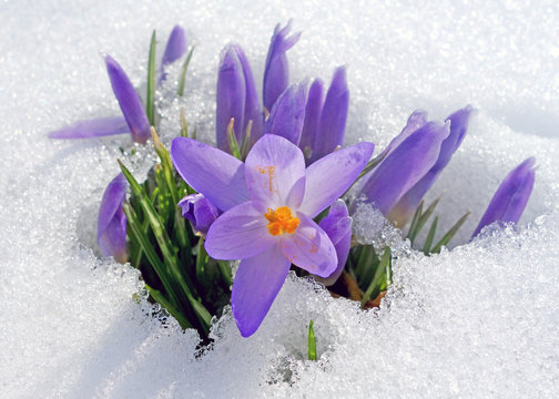 Fr&uuml;hlingserwachen - Krokusse im Schnee