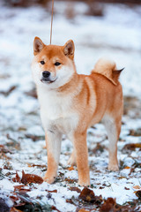 Redhead dog Japanese Shiba Inu