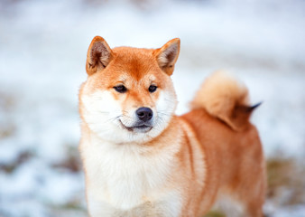Redhead dog Japanese Shiba Inu