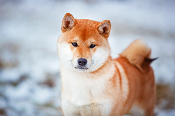 Redhead dog Japanese Shiba Inu