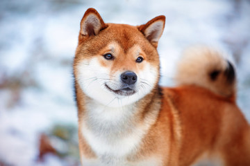 Redhead dog Japanese Shiba Inu