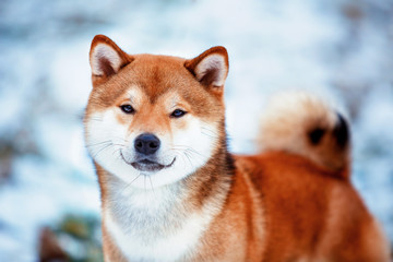 Redhead dog Japanese Shiba Inu