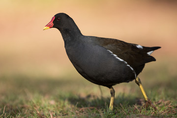 Common Moorhen, Moorhen, Gallinula chloropus