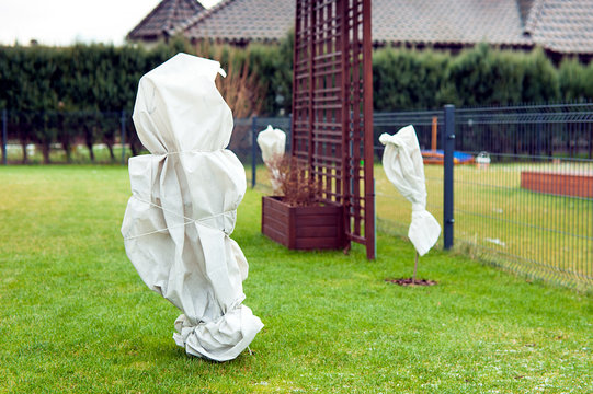 protecting plants against frost