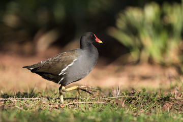 Common Moorhen, Moorhen, Gallinula chloropus