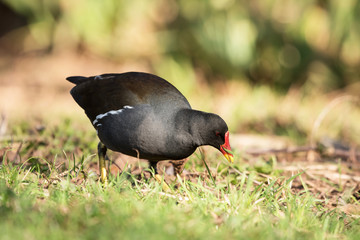 Common Moorhen, Moorhen, Gallinula chloropus