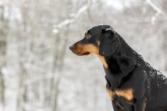 Bracke im Schnee