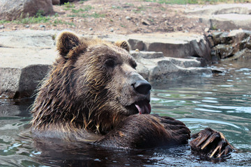 Bears taking a bath