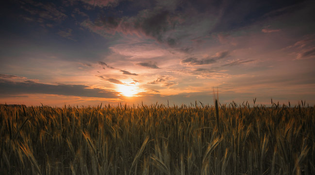 Wheat field at sunset, picture of the wheat crops in the summer time during sunset.