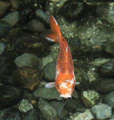 Orange and white lucky koi fish swimming in clear green rock filled water